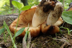 Russula foetens