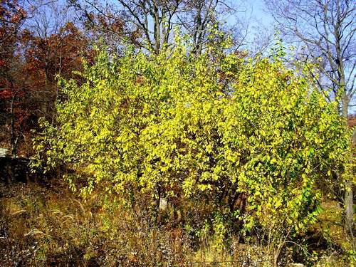 Vyšninė slyva nuotrauka