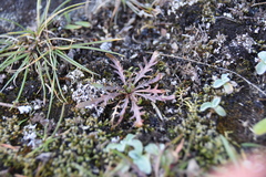 Microseris bigelovii