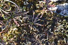 Microseris bigelovii