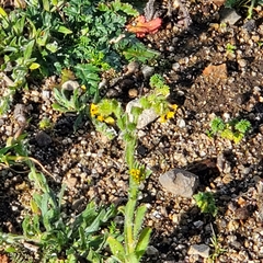 Amsinckia spectabilis