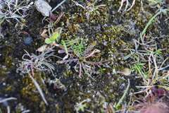 Microseris bigelovii