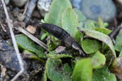 Ocypus aeneocephalus