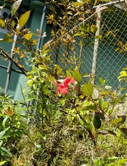 Hibiscus × archeri