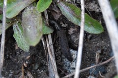 Ocypus aeneocephalus