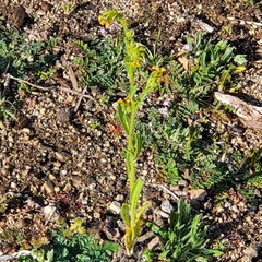 Amsinckia spectabilis