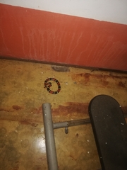 Micrurus surinamensis