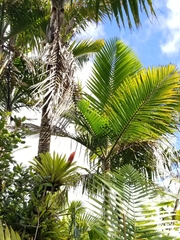 Guzmania berteroniana