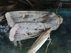 Proteuxoa tetronycha