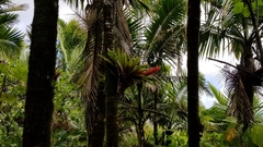 Guzmania berteroniana