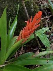 Guzmania berteroniana