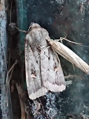 Proteuxoa tetronycha