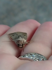 Proteuxoa tetronycha