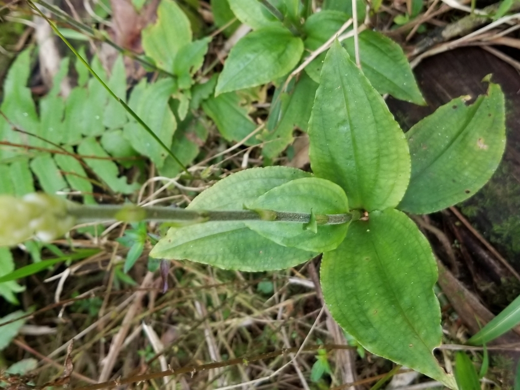 Caribbean False Helmet Orchid