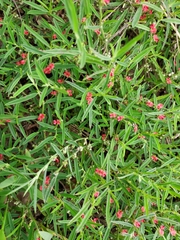 Indigofera linifolia