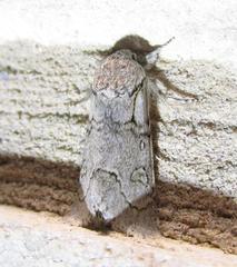 Acronicta tota