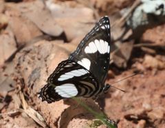 Neptis alta