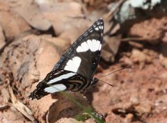 Neptis alta