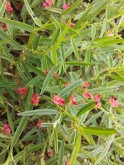 Indigofera linifolia