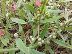 Indigofera linifolia