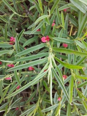 Indigofera linifolia