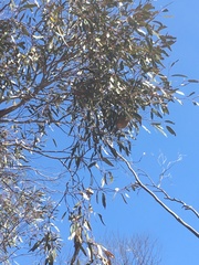 Melithreptus brevirostris