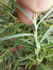 Indigofera linifolia