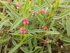 Indigofera linifolia