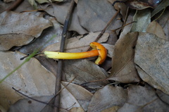 Hygrocybe conica