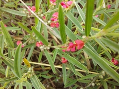 Indigofera linifolia