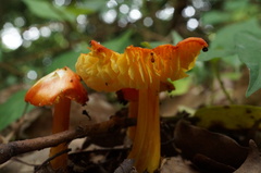 Hygrocybe conica