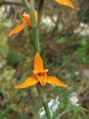 Chloraea chrysantha