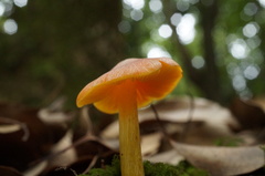 Hygrocybe conica