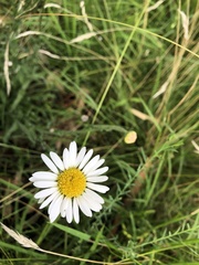 Brachyscome diversifolia