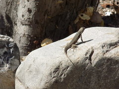 Sceloporus gadoviae