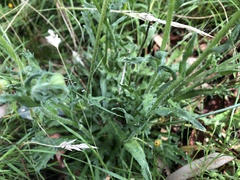 Brachyscome diversifolia