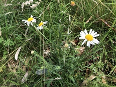 Brachyscome diversifolia