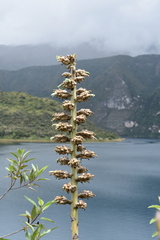 Puya asplundii