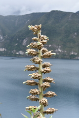 Puya asplundii