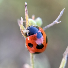 Coccinella septempunctata