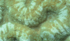 Lobophyllia agaricia