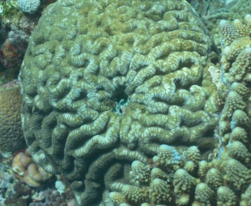 Lobophyllia agaricia observed 2020-11-30