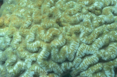 Lobophyllia agaricia