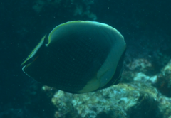 Chaetodon reticulatus