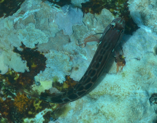 Darkspots Blenny