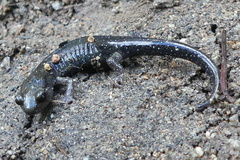 Aneides klamathensis