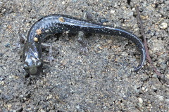 Aneides klamathensis