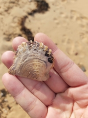 Pterioidea