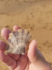 Pterioidea