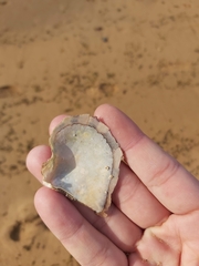 Pterioidea